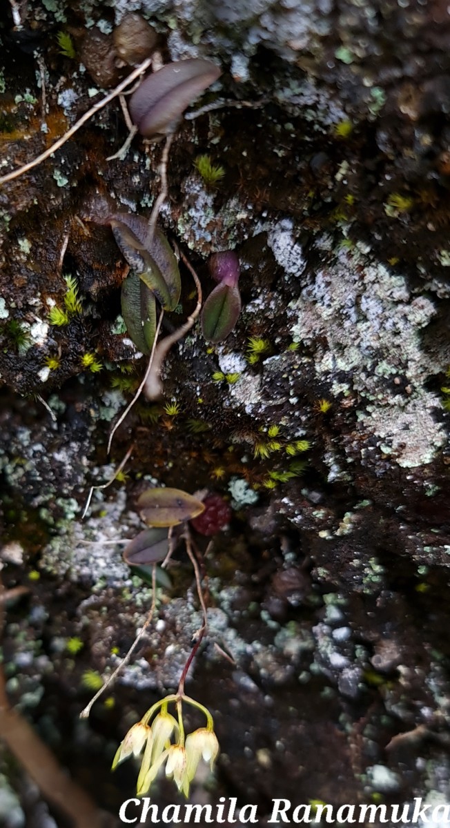 Bulbophyllum trimenii (Hook.f.) J.J.Sm.